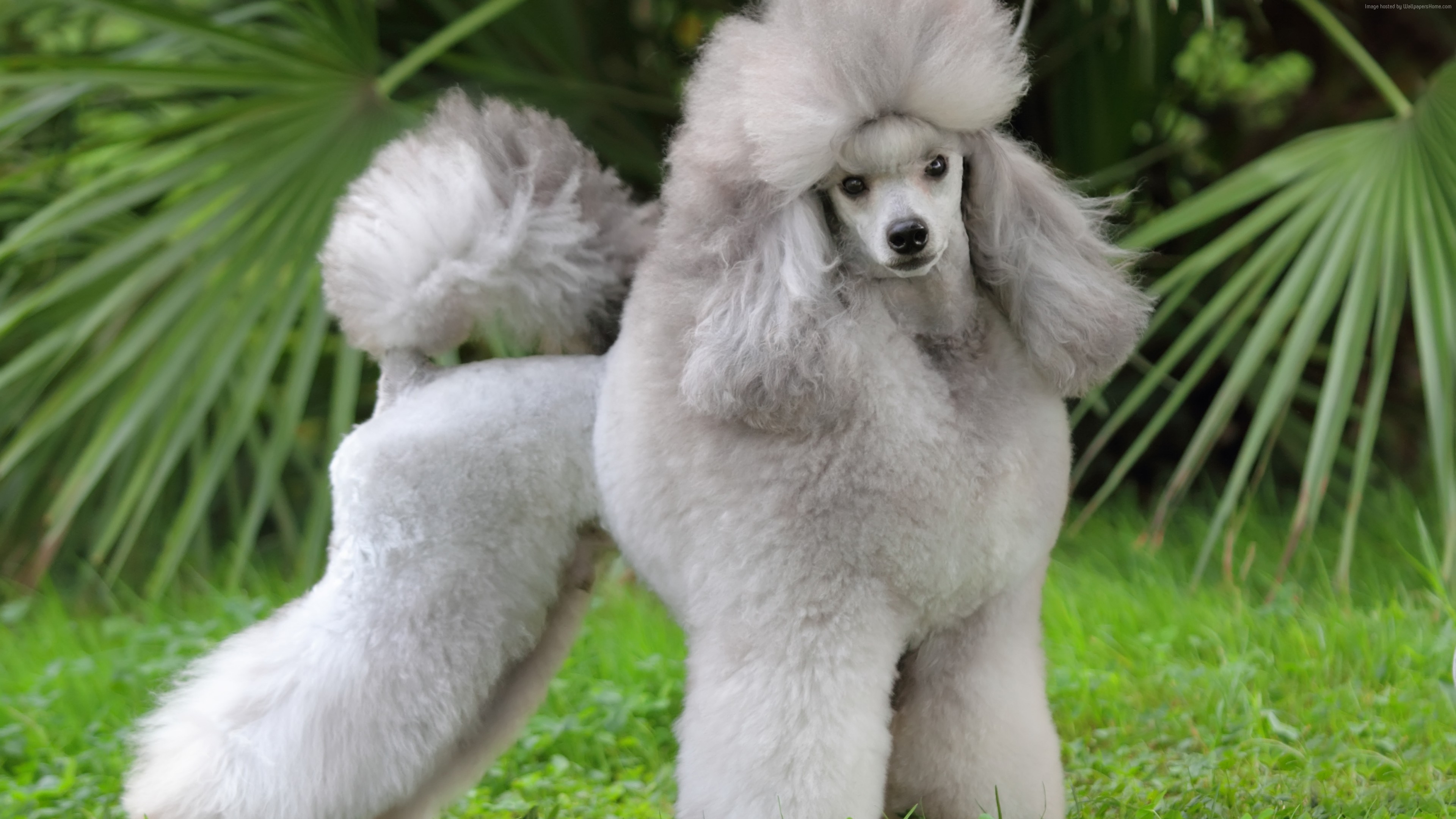 Wallpaper Poodle, grey, grass, cute animals, Animals